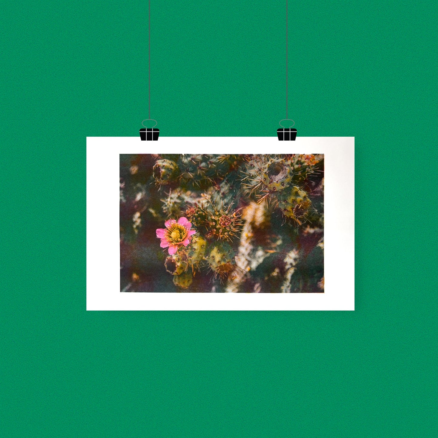 Desert Flower 11"x17" Tabloid Risograph Print