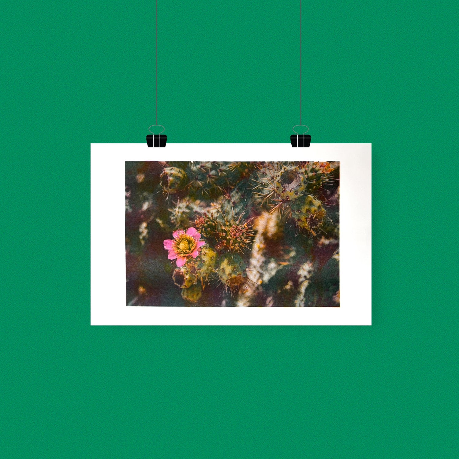 Desert Flower 11"x17" Tabloid Risograph Print