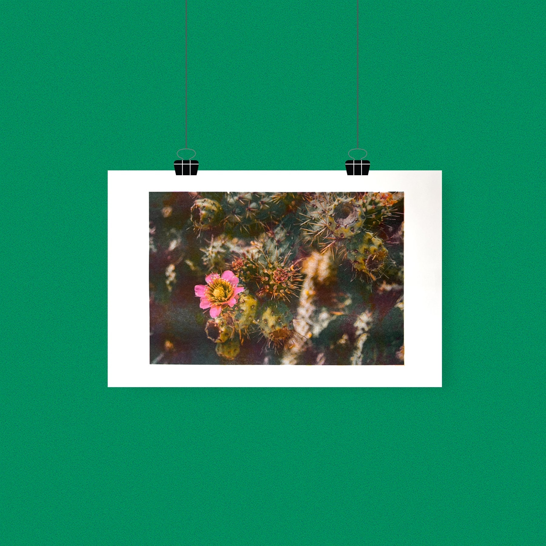 Desert Flower 11"x17" Tabloid Risograph Print