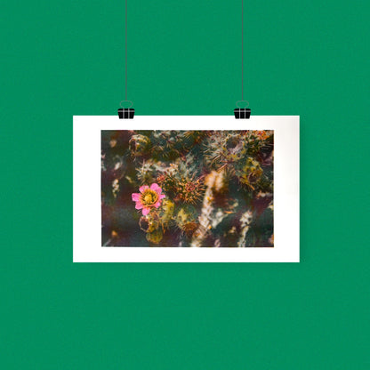 Desert Flower 11"x17" Tabloid Risograph Print